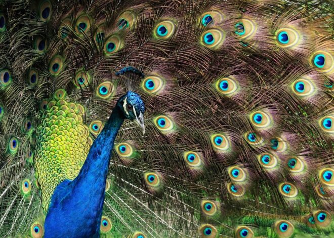 Exquisite Avian Wonders: The Beauty of Birds