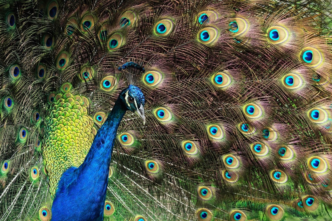 Exquisite Avian Wonders: The Beauty of Birds